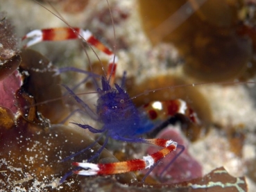 Stenopus tenuirostris - Blaukörper-Scherengarnele